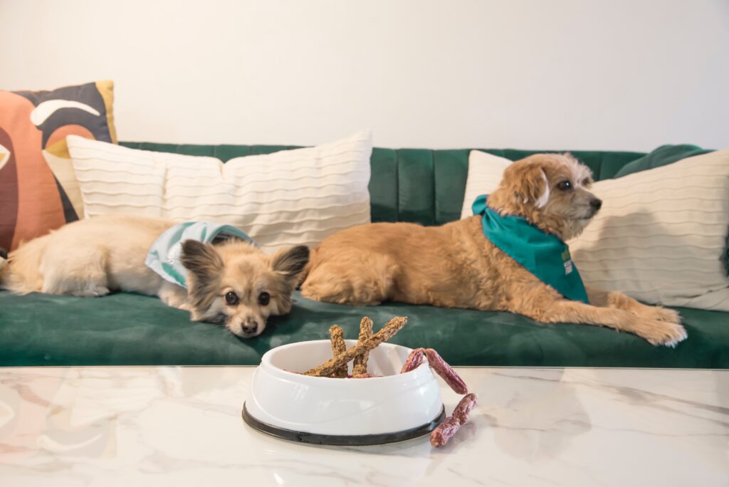 bulk buy raw dog food